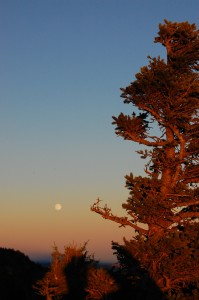 Sunset GFM 1
